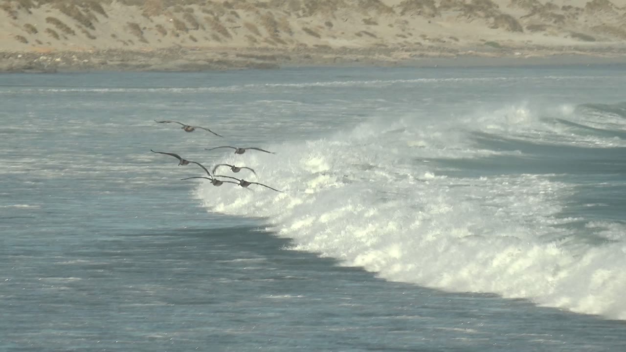Small flock of seabirds over rolling surf near a sandy shoreline.