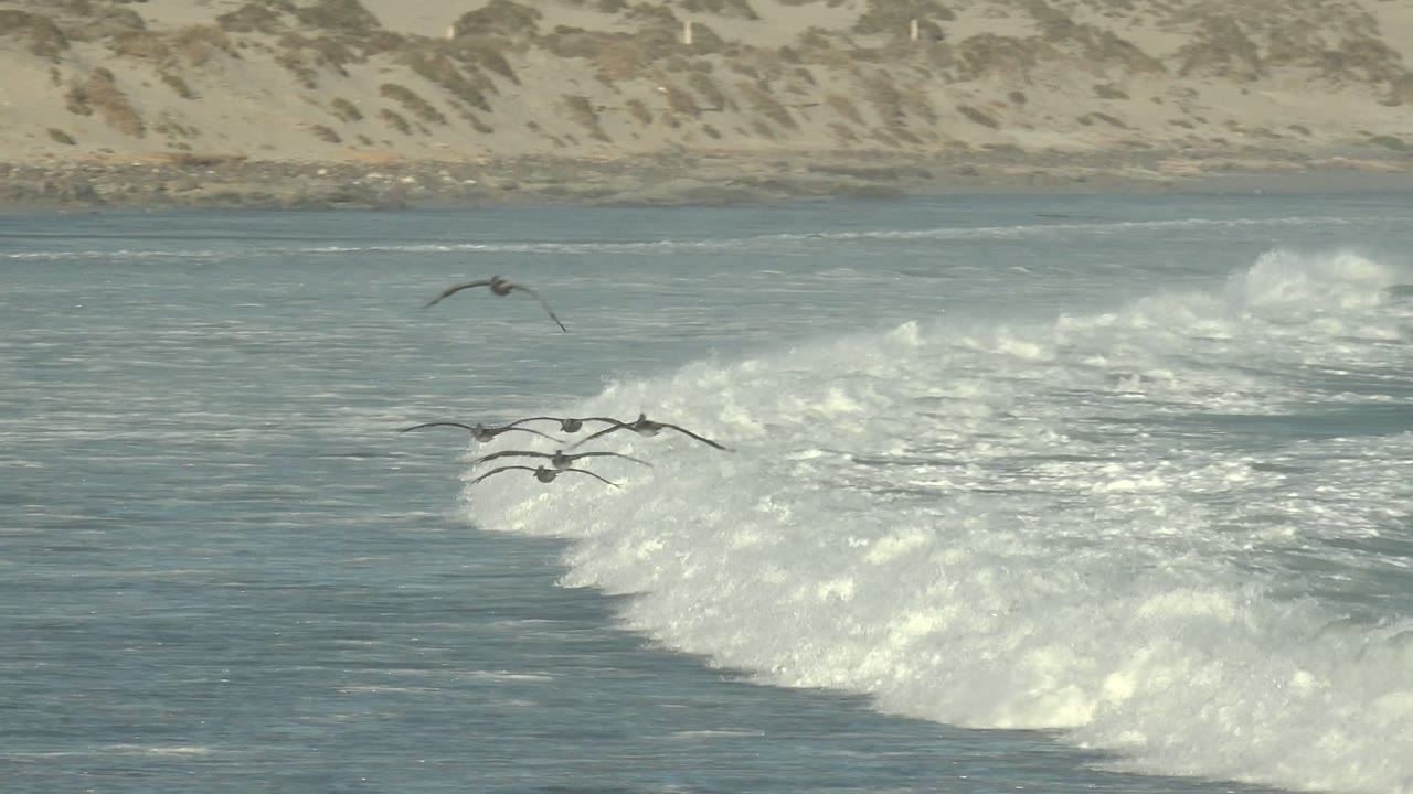 Seabirds move over a bright foamy wave at La Bocana while the sandy dune ridge stays soft in the background and no people are visible.