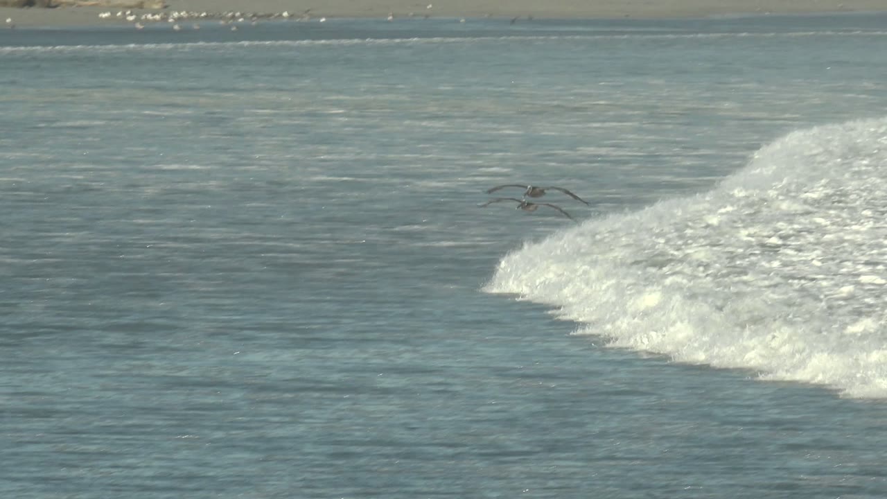 A dark seabird flies low over blue-green water and white breaking surf near the sandy shoreline at La Bocana, Baja California Sur, with no visible people.