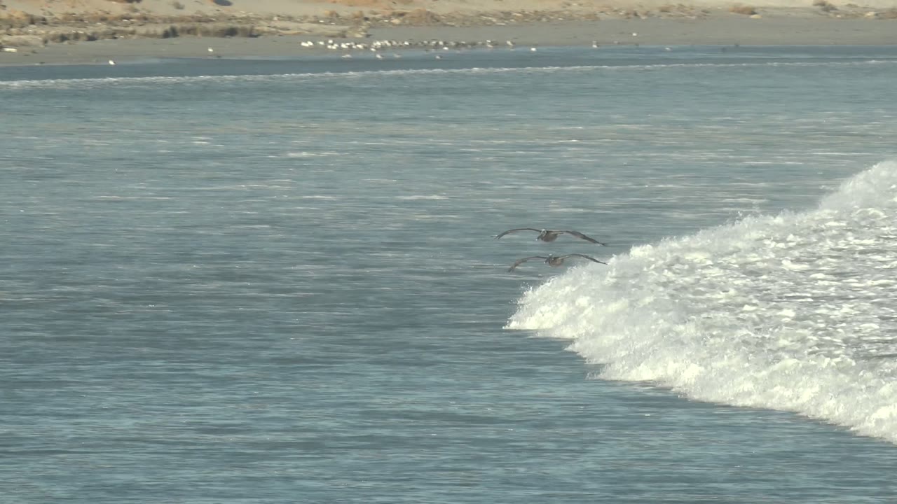 Seabird gliding above foamy surf with beach in the background.
