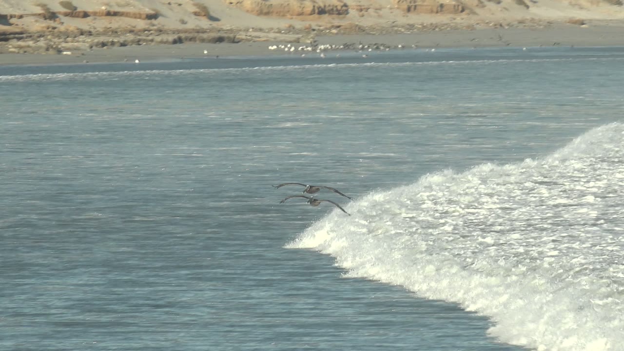 A dark seabird appears in front of the white crest of a breaking wave, with muted blue water and a sandy shore behind it at La Bocana, no visible people.