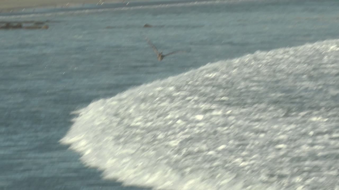 A seagull flies over blue ocean water and a wide breaking wave near La Bocana, Baja California Sur, with sandy shoreline in the background and no visible people.