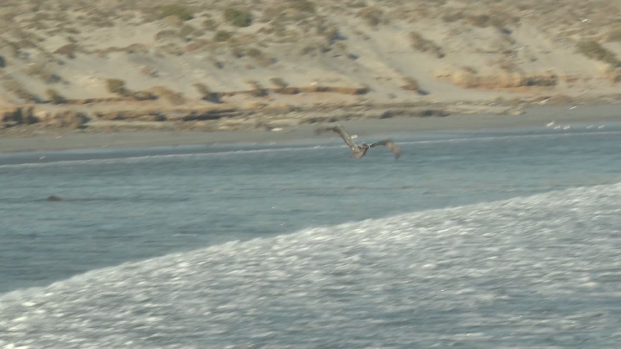 Seagull flying low over water in front of coastal dunes