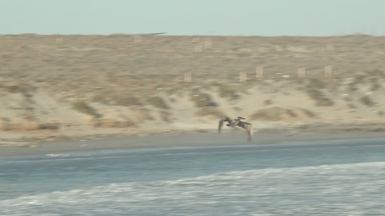 A seagull flies across the frame in front of pale dunes and a dark wet beach strip near La Bocana, with ocean surf below and no visible people.