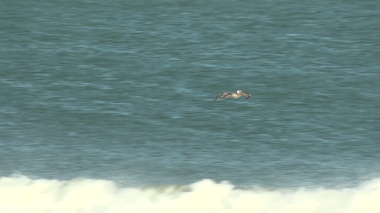 Pelicans flying across blue ocean surface