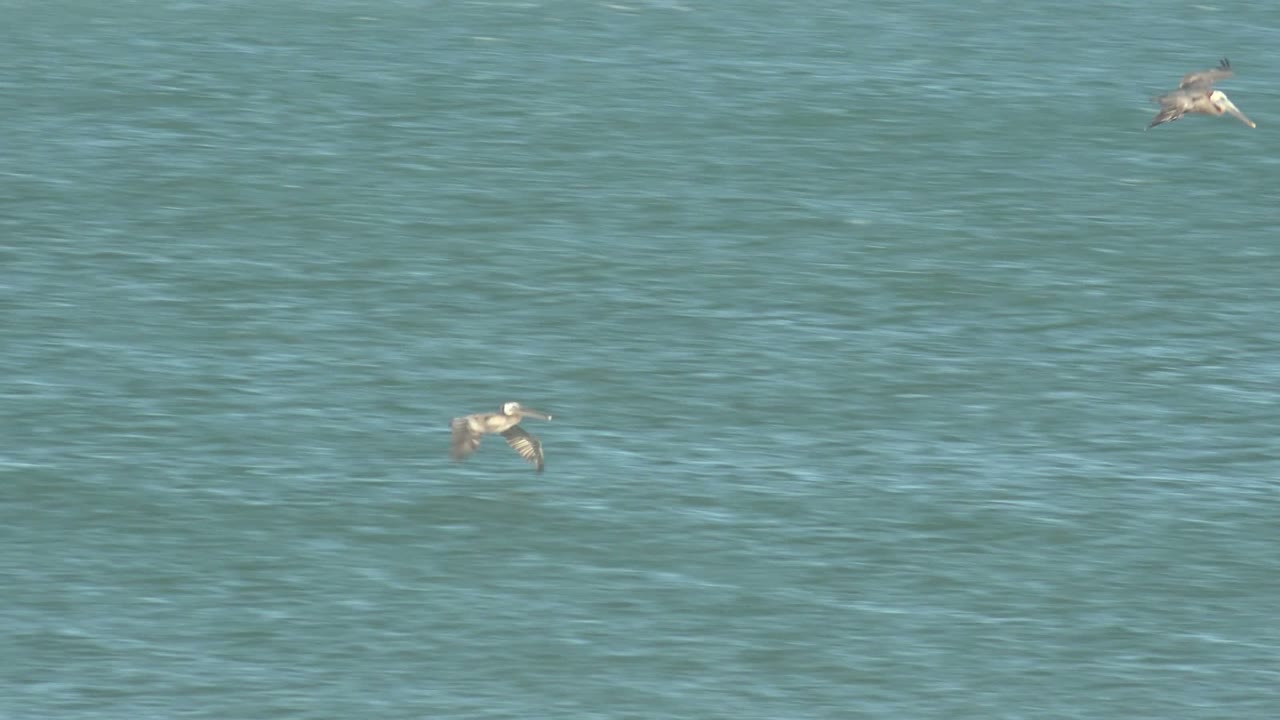 Pelicans fly low over teal ocean water in La Bocana, Baja California Sur, with a pale foam band near the top edge and no visible people.
