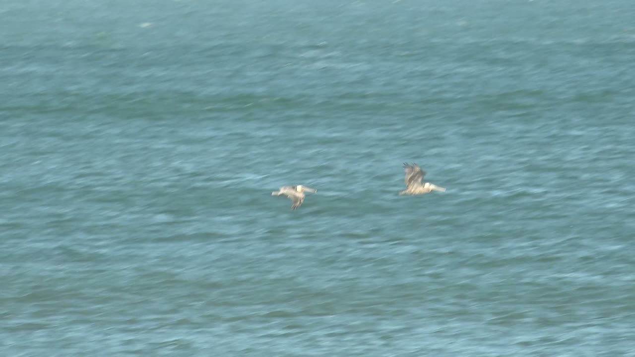 Two pelicans crossing over rippled ocean water.