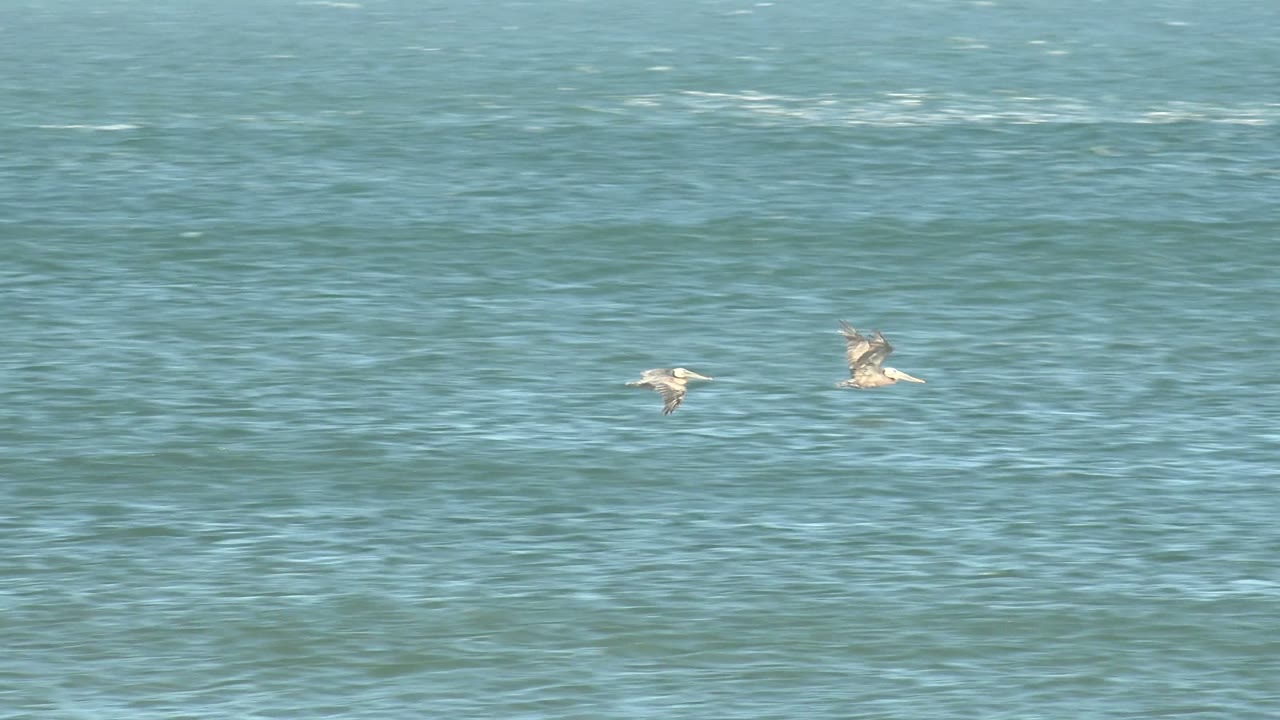 Two pelicans appear near the center of the frame over open ocean at La Bocana, Baja California Sur, with pale highlights on the water and no visible people.