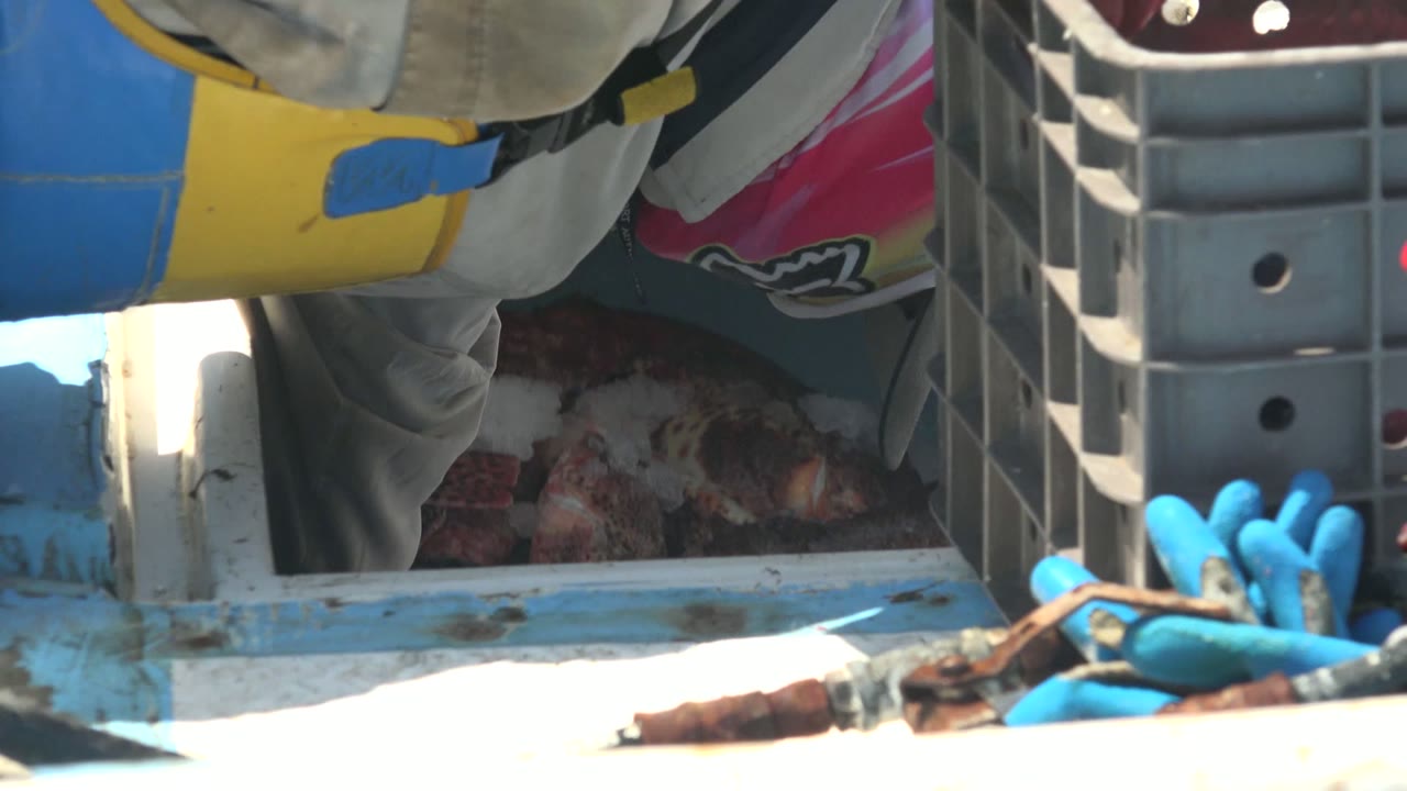 At 0:00 in La Bocana, Baja California Sur, a blue cooler holds red-spotted fish and ice while a worker's gray clothing and yellow container edge partially cover the top of the frame.