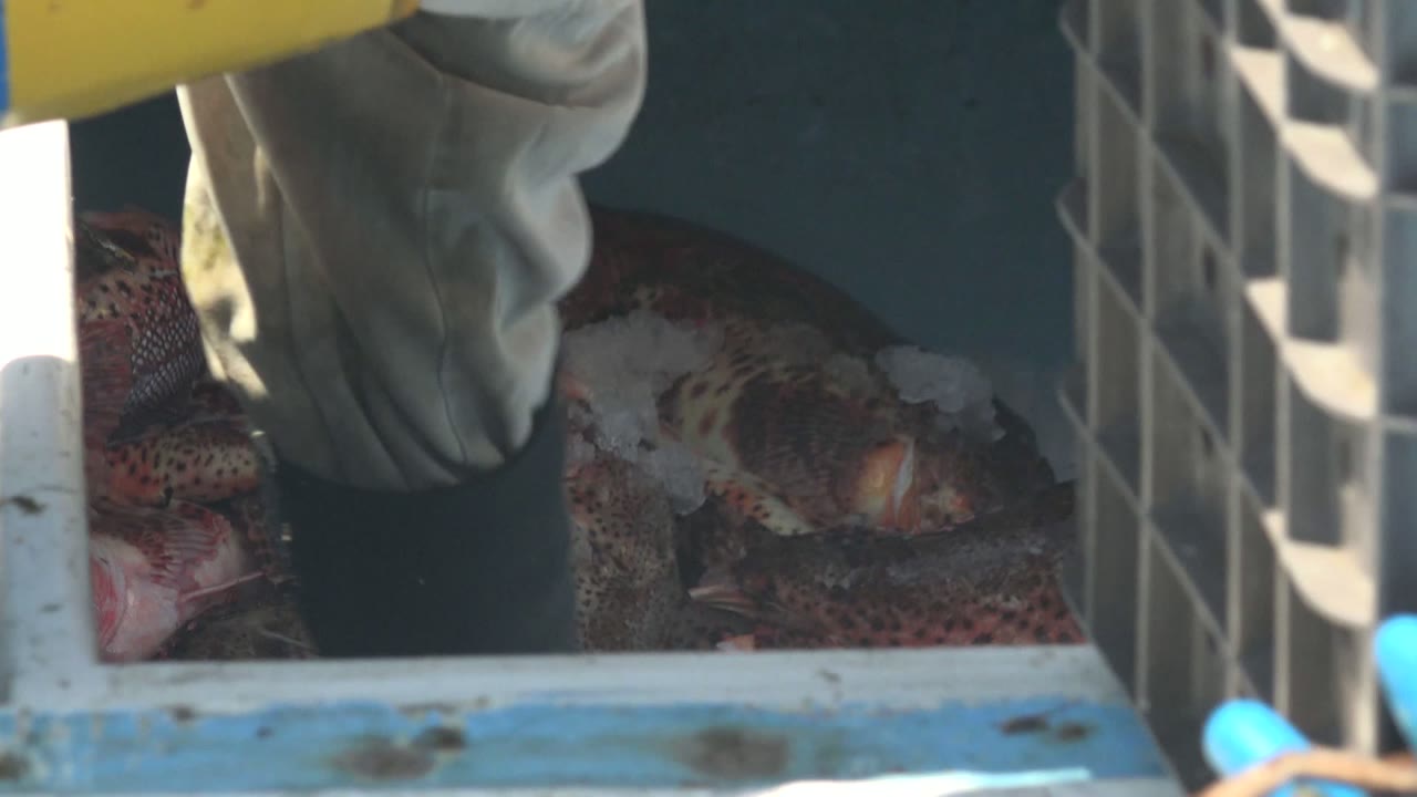 Blue gloves and a gray plastic divider near fish in a cooler.