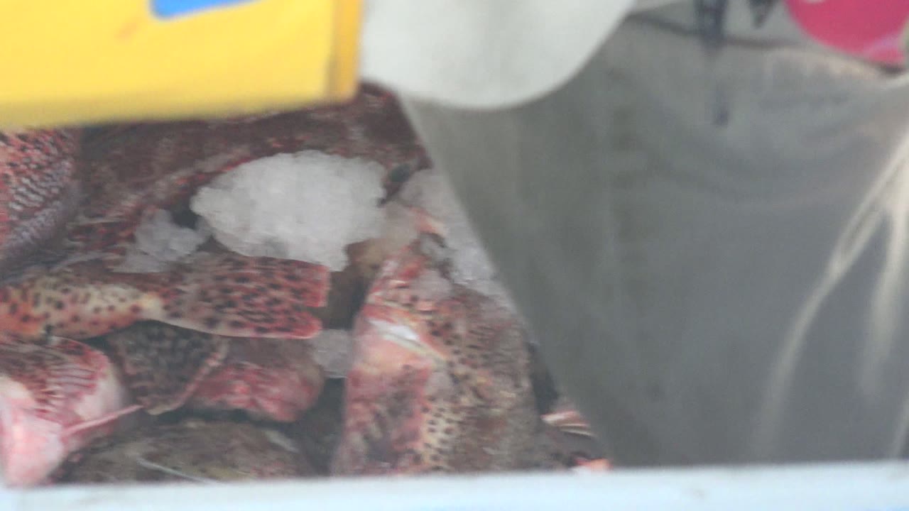 At 0:02 in La Bocana, Baja California Sur, a worker's black boot and gray pant leg appear above red-spotted fish and scattered ice inside the cooler.