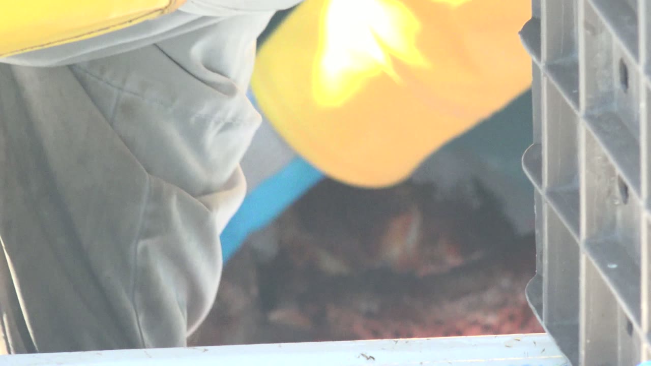 At 0:00 in La Bocana, Baja California Sur, a yellow and blue jacket sleeve crosses above red lobsters packed with white ice inside a plastic container.