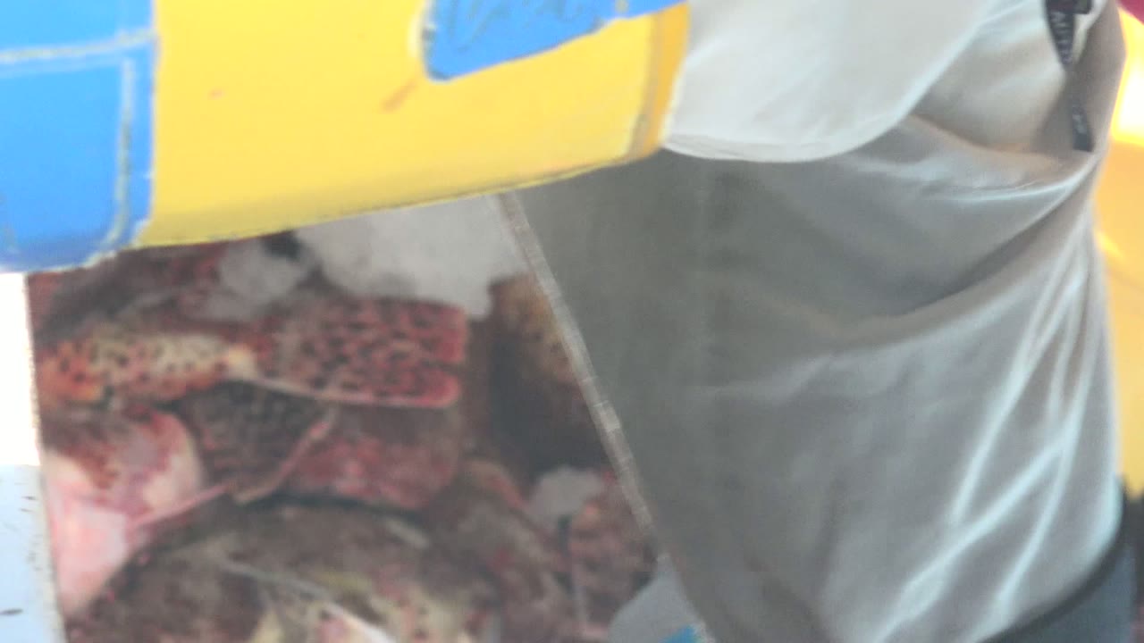 At 0:01 in La Bocana, Baja California Sur, the worker's torso and arm fill the upper frame while lobsters and ice remain visible at the bottom of the container.