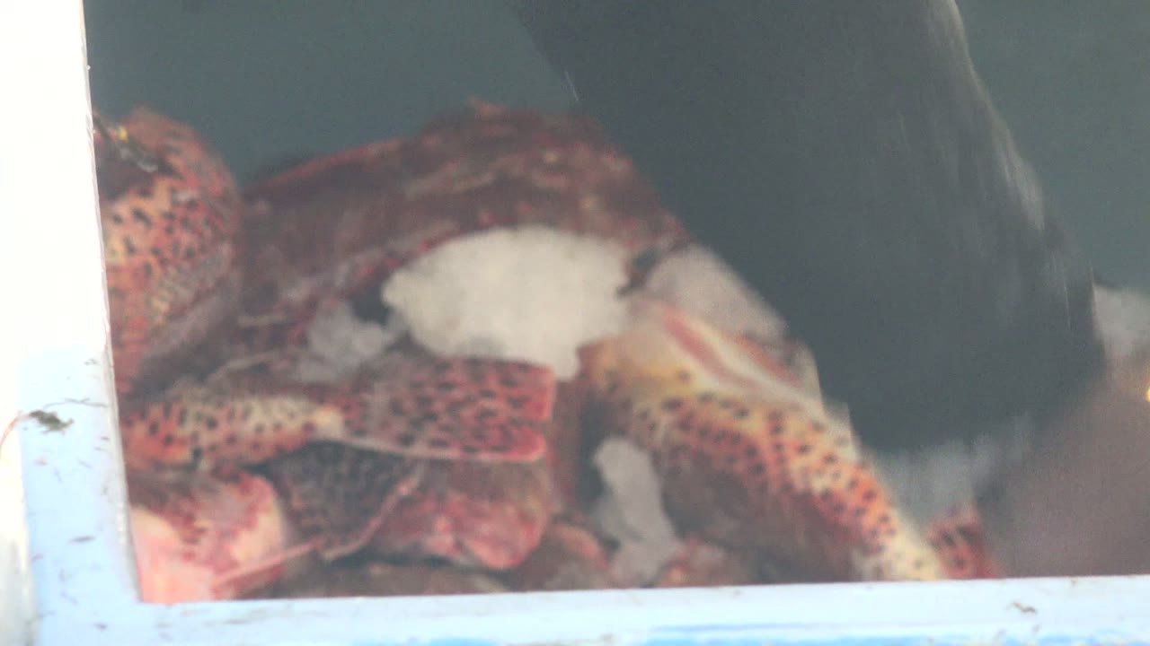 At 0:02 in La Bocana, Baja California Sur, a dark sleeve enters near the right side as red lobsters and chunks of ice sit in shadow inside the storage bin.