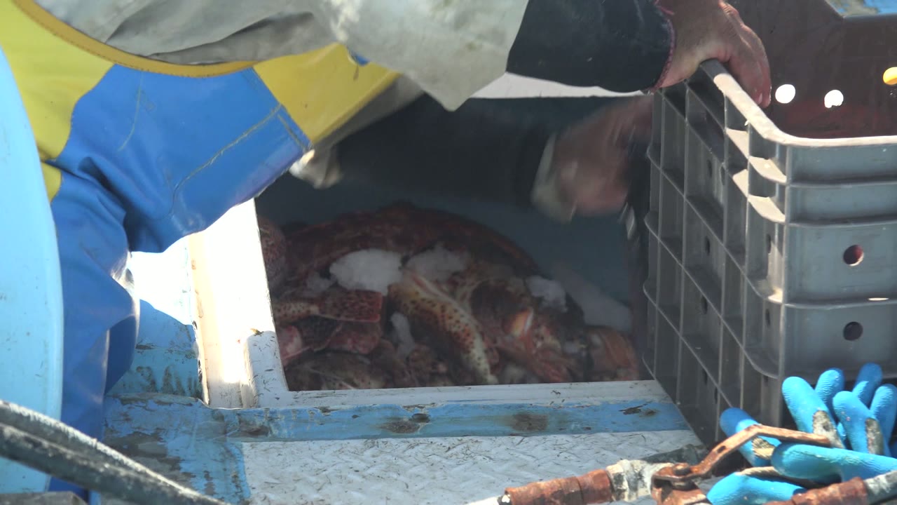 At 0:00 in La Bocana, Baja California Sur, workers in yellow and gray gear lean over an open hold on a blue boat beside dark plastic crates and visible seafood.