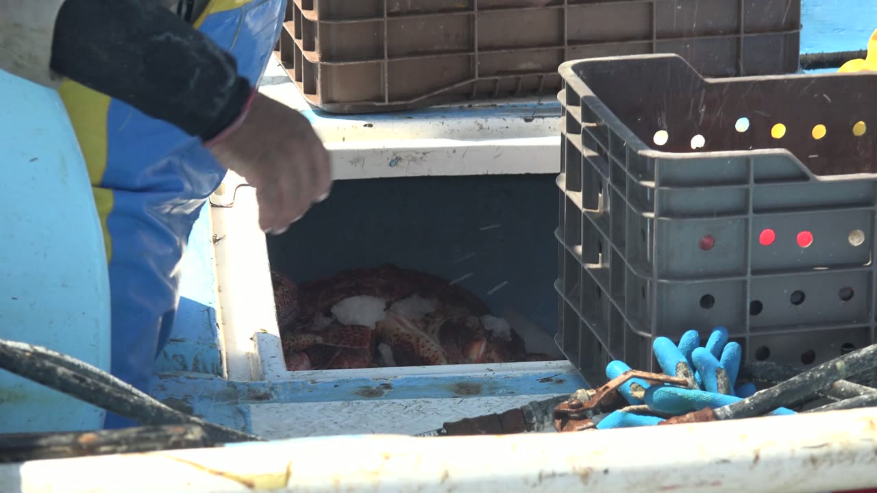 A worker reaches toward an open hold with seafood visible inside.