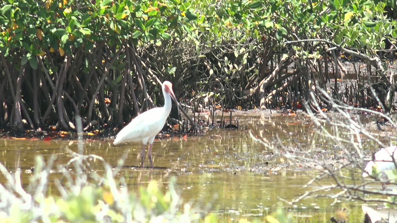 A white spoonbill stands left of center in shallow water below dense mangrove roots in San Carlos, Baja California Sur, with pale foreground branches and no visible people.