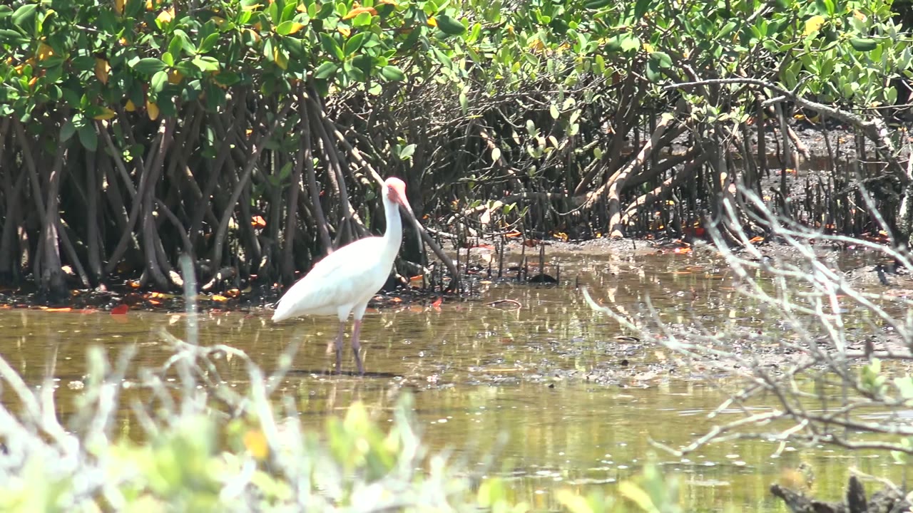 White wading bird beside mangrove roots