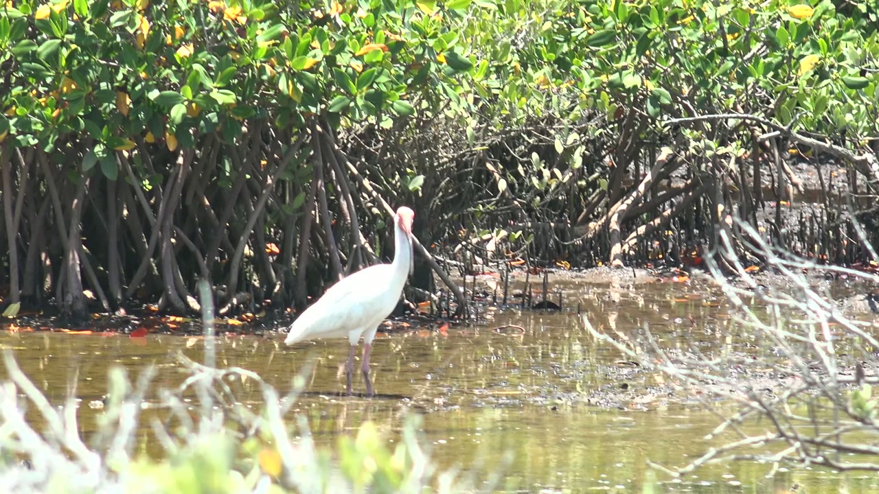 A bright white spoonbill stands near the right side of the frame in shallow water, with exposed mangrove roots and sunlit green foliage behind it in San Carlos, Baja California Sur, and no visible people.
