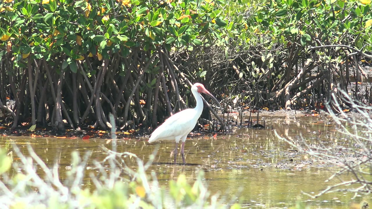 A white ibis stands left of center in shallow water at San Carlos, Baja California Sur, with mangrove roots behind it and no visible people.