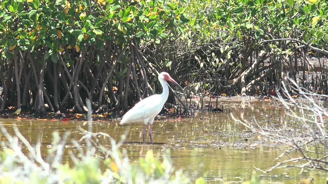 White ibis near mangrove roots with foreground branches.