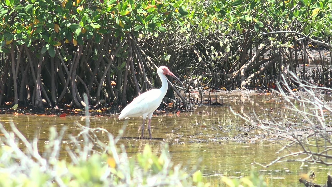 A white ibis stands toward the right side of the frame in shallow San Carlos mangrove water, with green foliage above exposed roots and no visible people.
