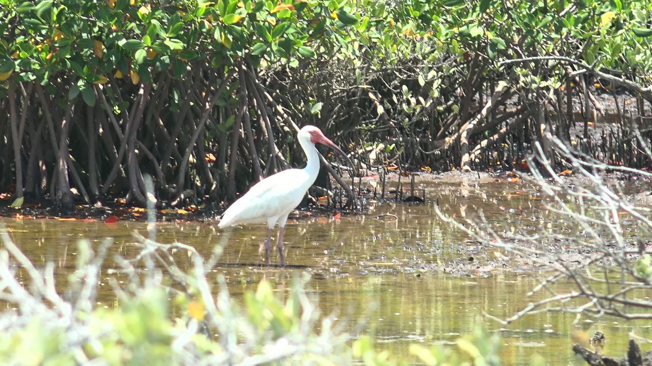 A white stork stands left of center in shallow mangrove water in San Carlos, Baja California Sur, with dense roots behind it and no visible people.