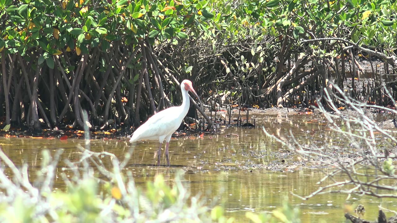 White stork with head lowered near mangrove roots.