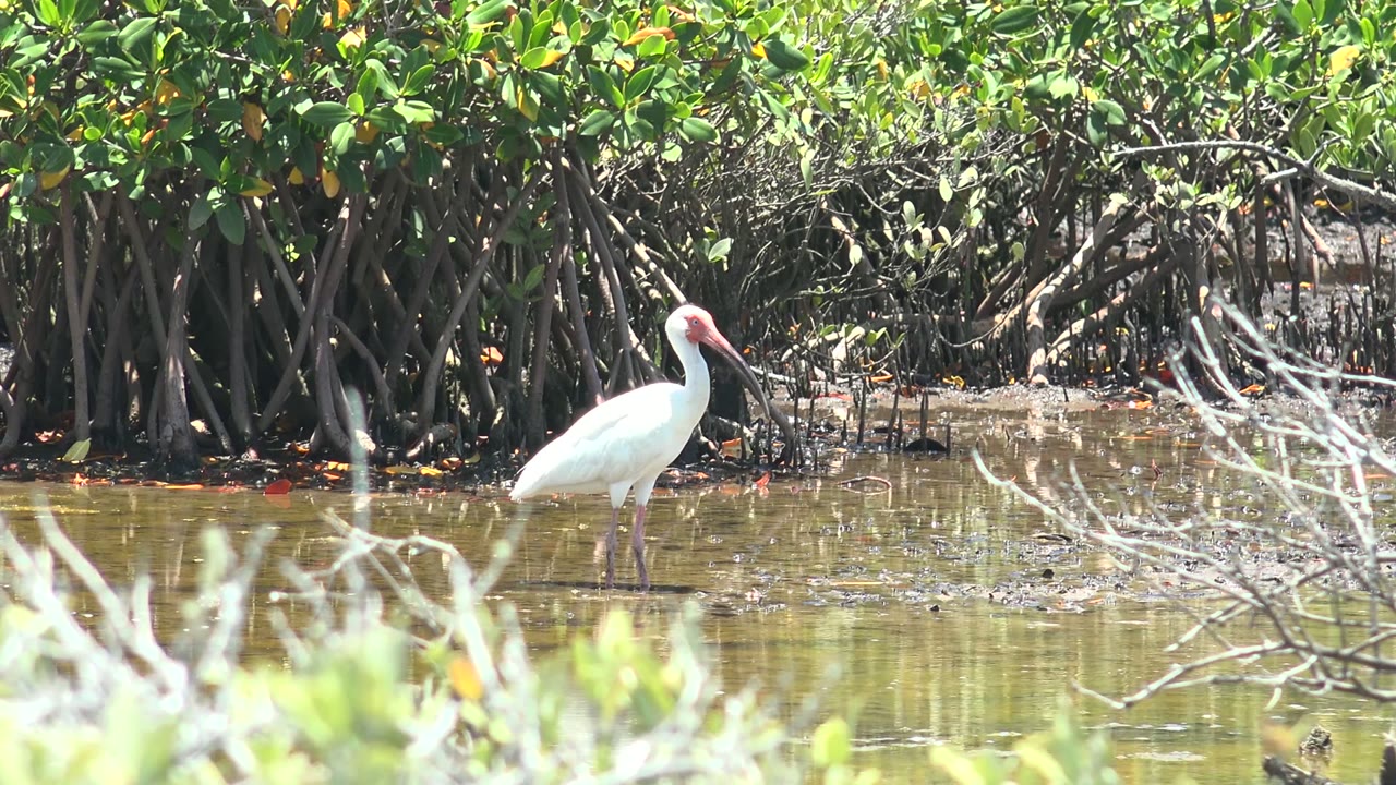 A white ibis stands left of center in shallow mangrove water in San Carlos, Baja California Sur, with dense roots behind it and no visible people.