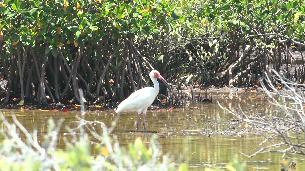 White ibis beside mangrove roots with blurred branches in front.