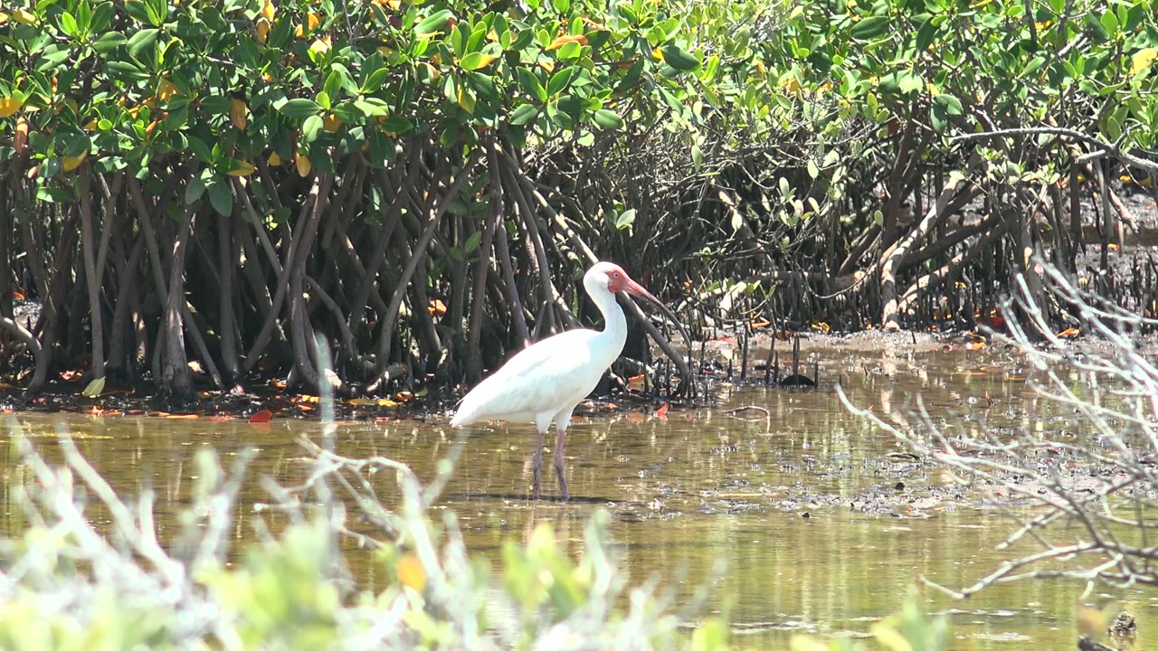 A white ibis stands near the center of the frame in San Carlos, Baja California Sur, backed by dark mangrove roots and green leaves, with no visible people.