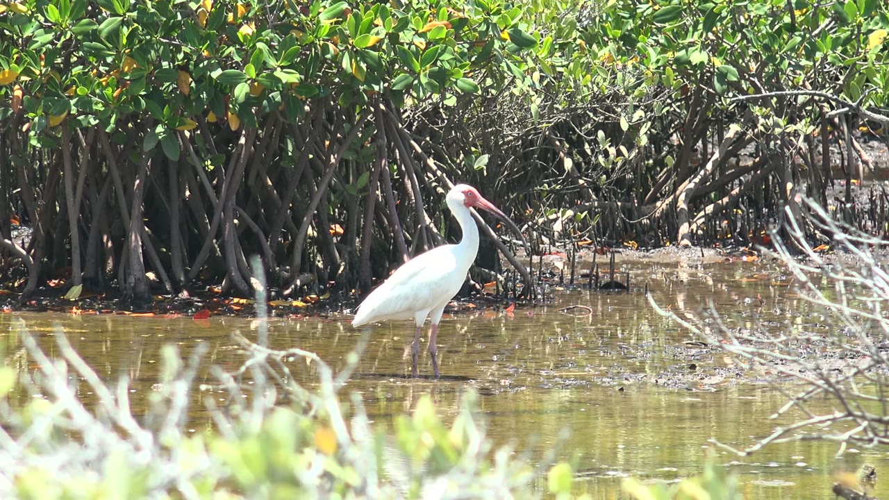 White wading bird stands left of center in shallow water at San Carlos, Baja California Sur, with mangrove roots behind it and no visible people.