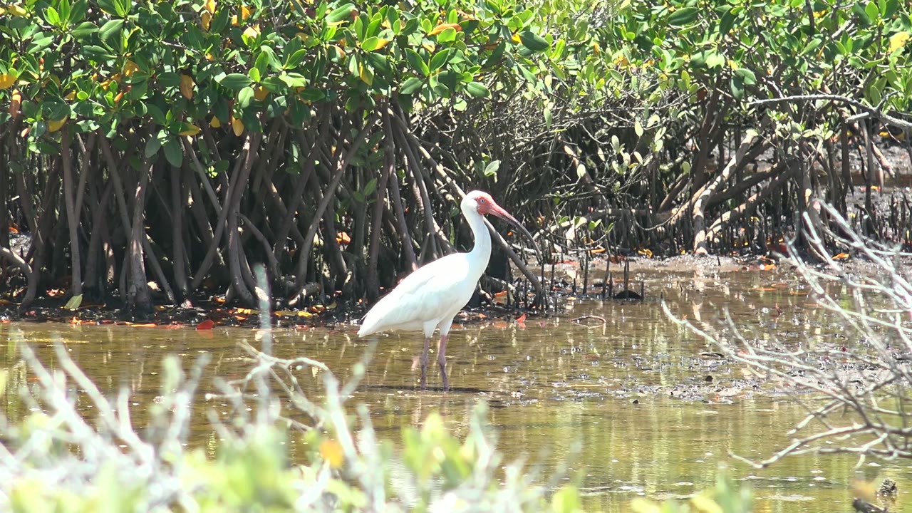 White bird beside mangrove roots in shallow water