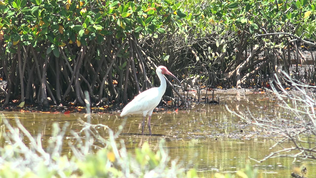 White wading bird remains in shallow brown-green water in San Carlos, with blurred foreground branches crossing the lower right and no visible people.