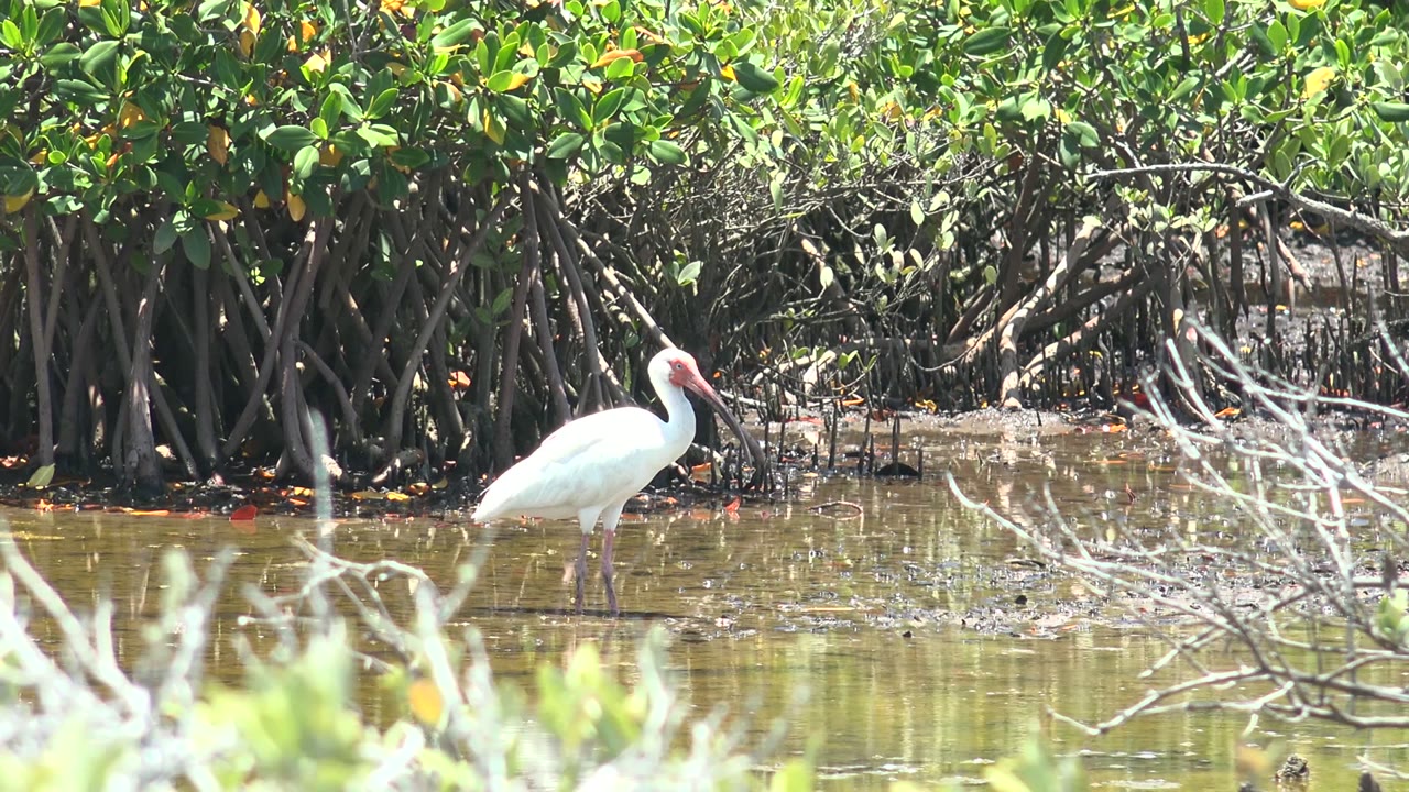 White ibis stands in shallow water before mangrove roots in San Carlos, Baja California Sur, with bright green foliage above and no visible people.