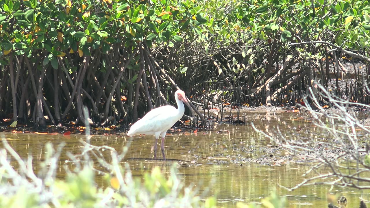White ibis beside tangled mangrove roots.