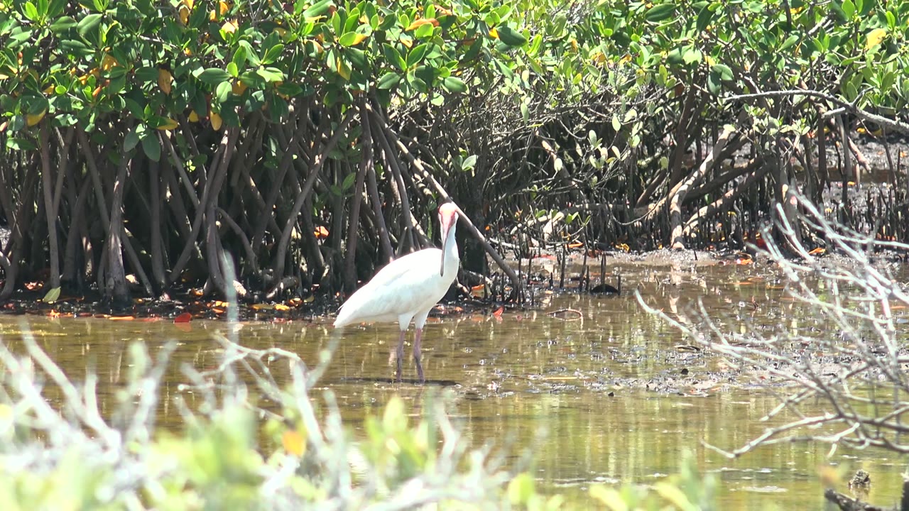White ibis angles its head downward in shallow water at the edge of mangroves in San Carlos, Baja California Sur, with leafy roots behind it and no visible people.