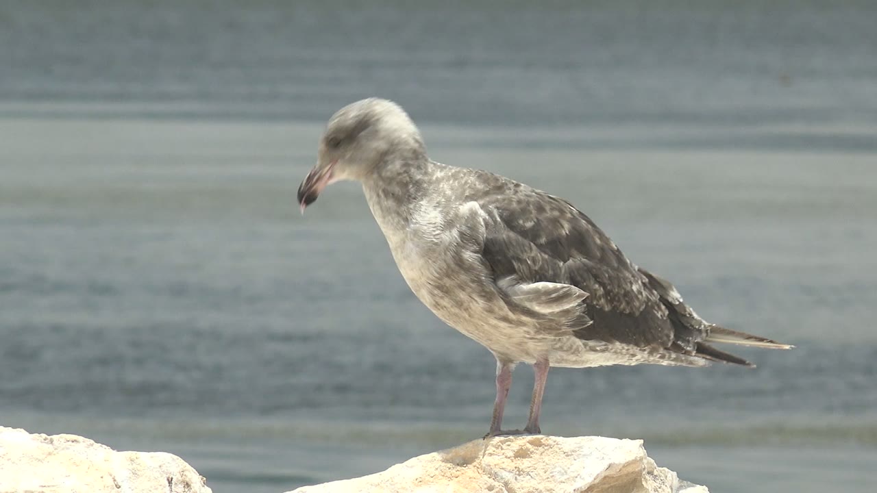 A gray and white seagull stands in left-facing profile on a pale shoreline rock in Guerrero Negro, Baja California Sur, Mexico, with calm water behind it and no visible people.