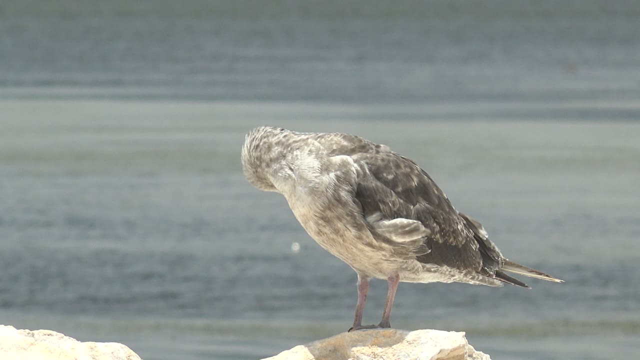 Seagull bends its head down while standing on a rock.