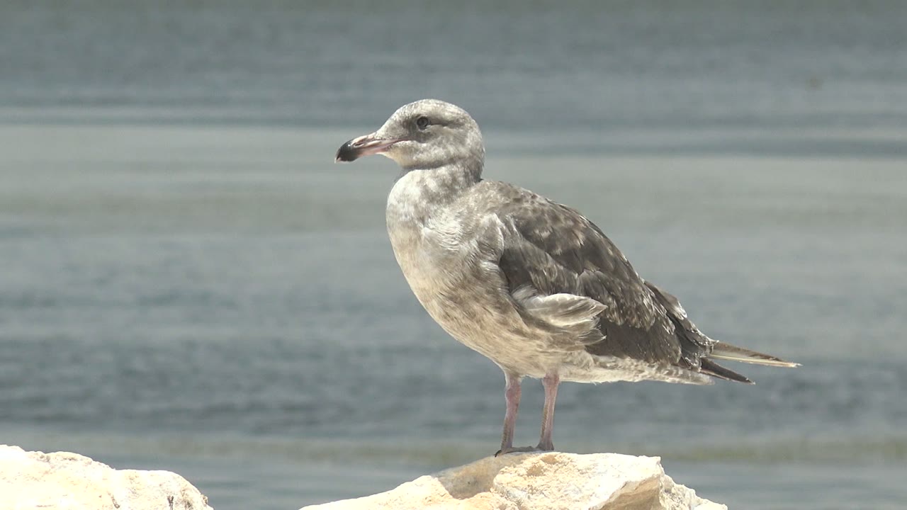 The seagull returns to an upright posture on the rock in Guerrero Negro, showing mottled gray wings, pale chest, and calm water behind it with no visible people.