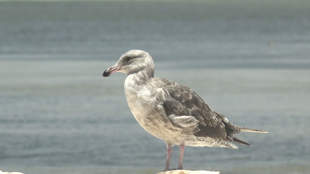 A gray and white seagull stands upright on a pale rock beside calm blue-gray water in Guerrero Negro, Baja California Sur, with no visible people.