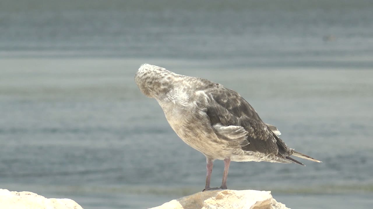 Seagull bending its head down while standing on a rock.