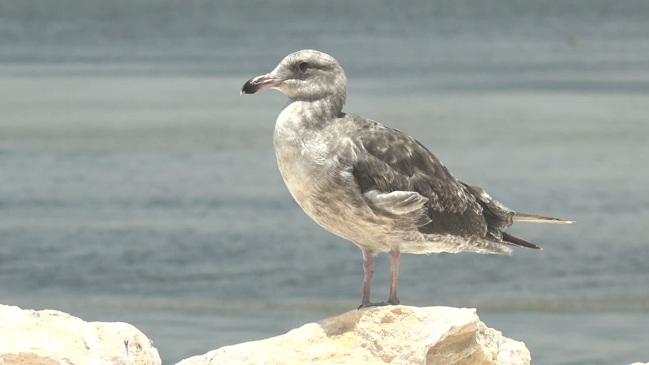 The seagull returns to an upright side profile on the pale rock, backed by smooth blue-gray water in Guerrero Negro, Baja California Sur, with no visible people.