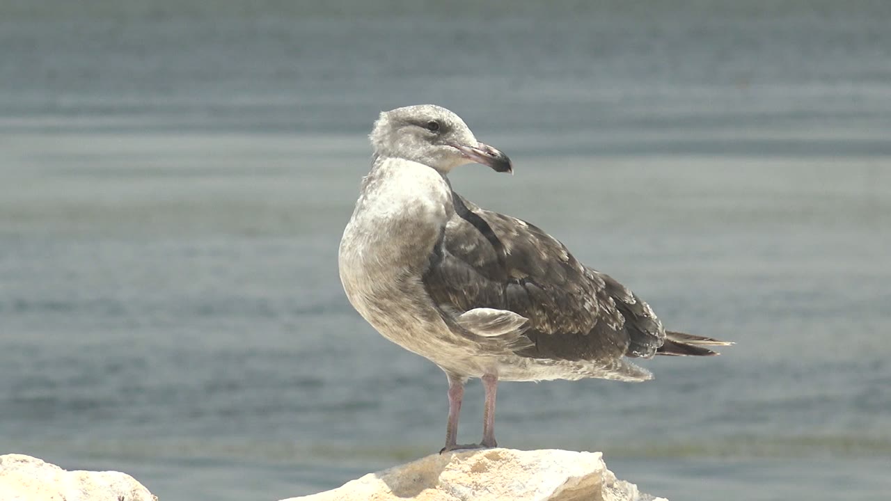 A mottled seagull stands upright on a pale rock in Guerrero Negro, Baja California Sur, with calm blue-green water behind it and no visible people.