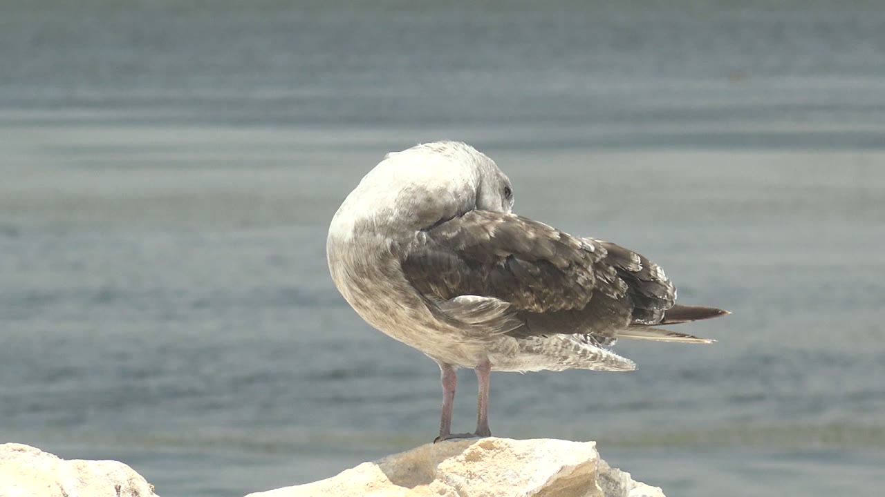 Seagull bends its head into its back feathers on a rock.
