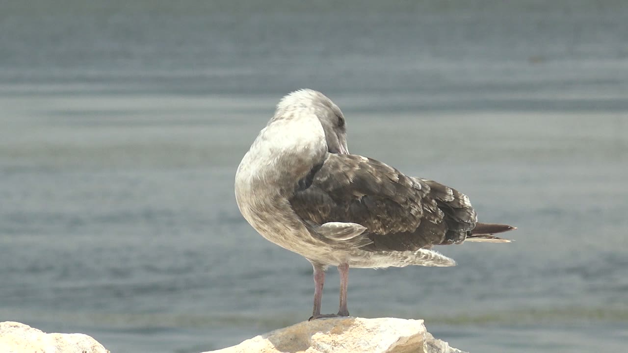 A seagull remains bent into its plumage on the rock in Guerrero Negro, its body angled right against a flat blue-green water background with no visible people.