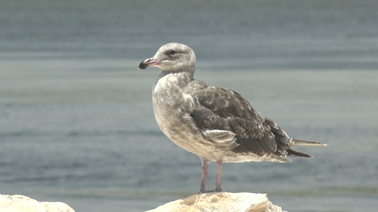 A gray and white seagull stands side-on atop a pale rock in Guerrero Negro, Baja California Sur, with blue-gray water behind it and no visible people.