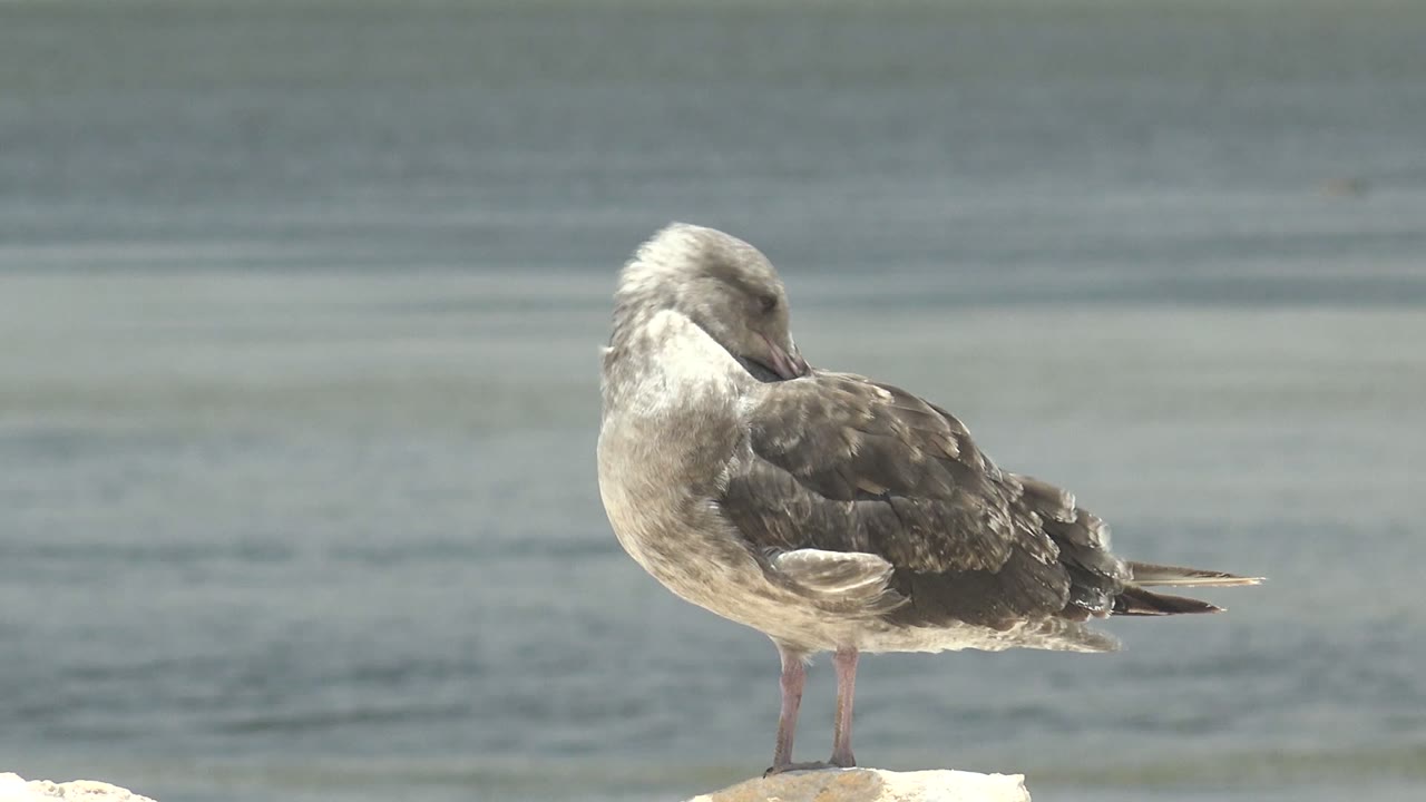 Seagull tucking its head into its back feathers.