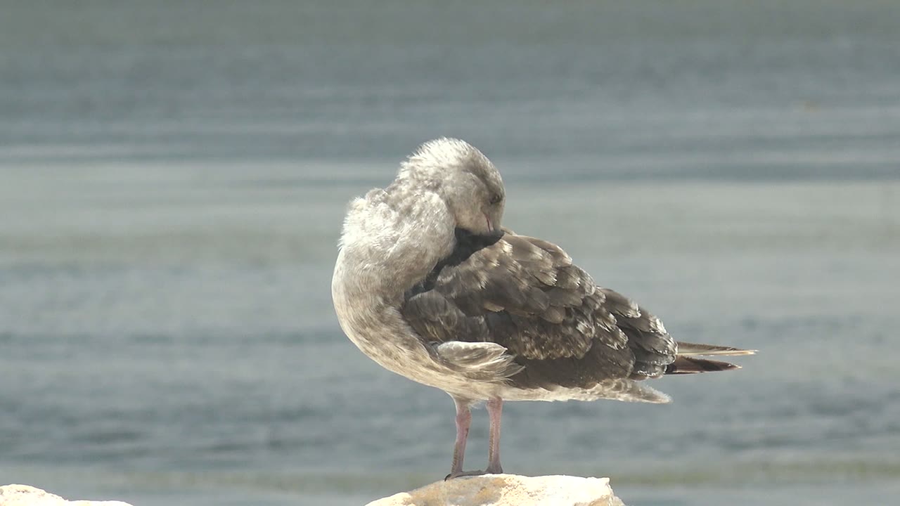 The seagull keeps its head tucked deeper into its body feathers on the rock in Guerrero Negro, Baja California Sur, while the blue-gray water remains softly blurred behind it and no people are visible.