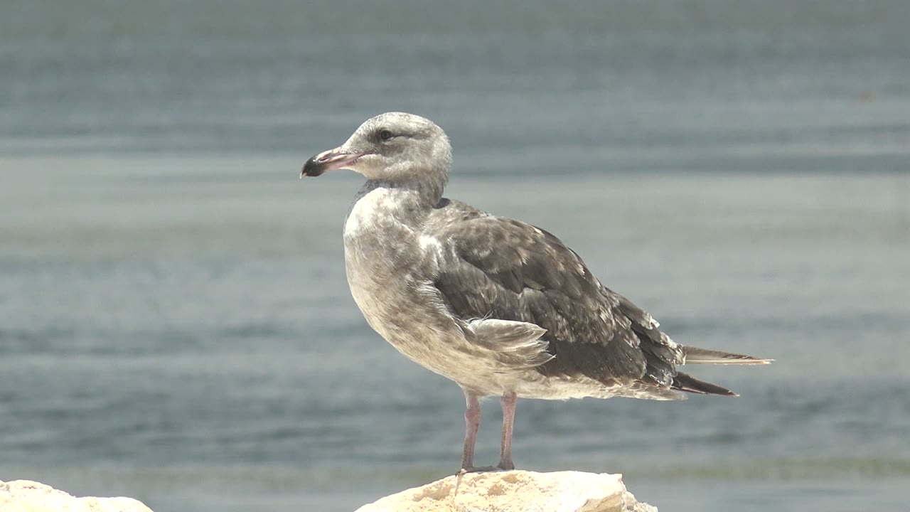 A gray and white seagull stands side-on on a pale rock in Guerrero Negro, Baja California Sur, Mexico, with blue-green water behind it and no visible people.